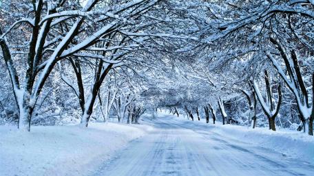 Snowy tree lane wallpaper