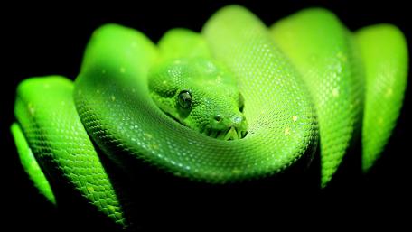 A Glimpse of the Coiled Predator wallpaper