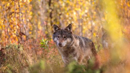 Wolves in the fall forest wallpaper