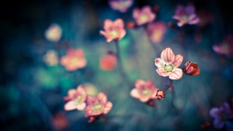 Pink Flower Thing wallpaper