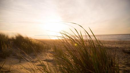Grassy sand dune on the beach wallpaper