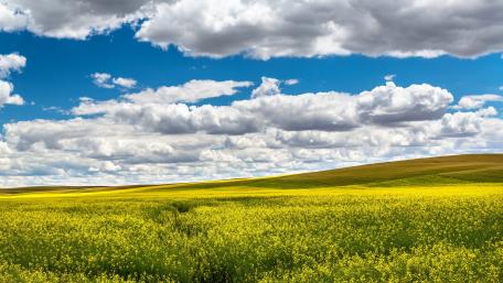 Yellow canola field wallpaper
