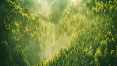 Emerald Serenity in a Misty Valley wallpaper
