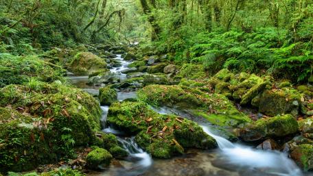 Mossy creek wallpaper