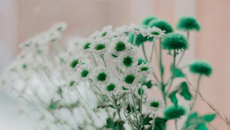 Green and White Blossoms in Focus wallpaper