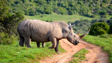 Rhinoceros wallpaper