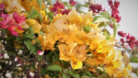 Yellow bougainvillea flower wallpaper