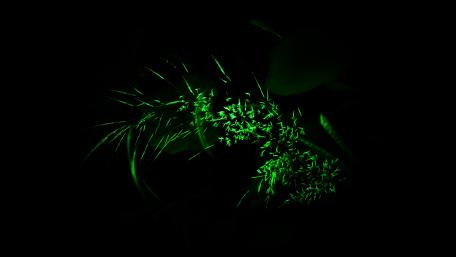 Radiant Growth in Darkness wallpaper