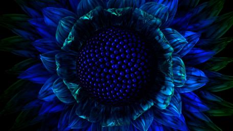 Enigmatic Blue Sunflower Close-Up wallpaper