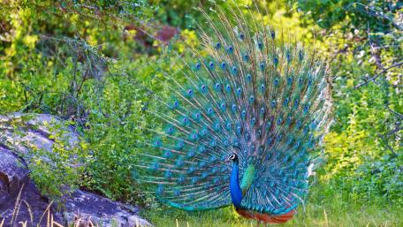 Majestic Peacock Displaying Its Colors wallpaper