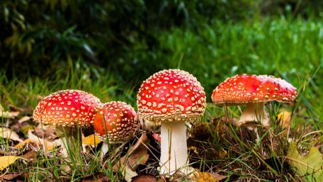 Fly agaric mushrooms wallpaper