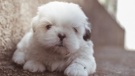 Cute long haired white puppy wallpaper