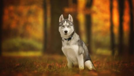 Majestic Siberian Husky in Autumn Glow wallpaper
