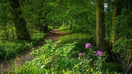 Green forest path wallpaper