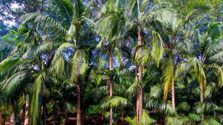 Coconut grove wallpaper