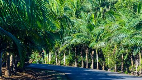 Tropical Serenity on a Lush Roadway wallpaper