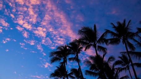 Tropical Dusk with Silhouetted Palms Against a Colorful Sky wallpaper