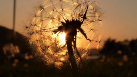 Sunlight through a dandelion flower wallpaper