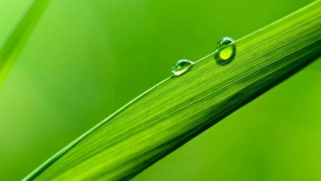 Dew drops on grass wallpaper