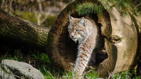 Lynx wallpaper