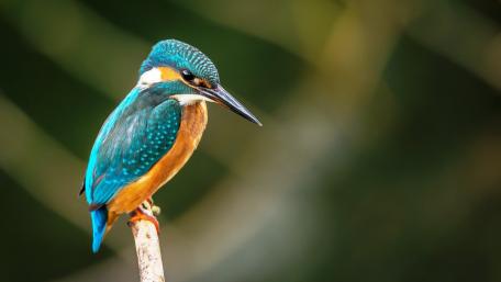 Alcedo atthis wallpaper