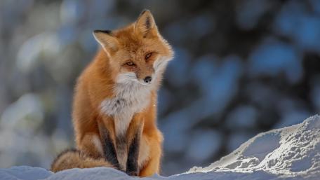 Majestic Red Fox in Winter Wonderland wallpaper