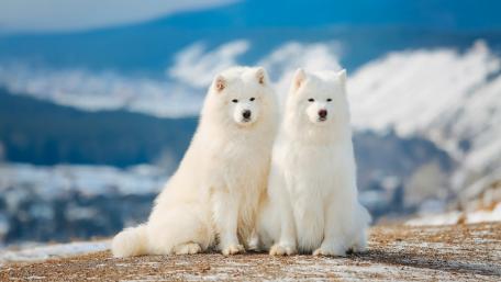 Samoyed dogs wallpaper