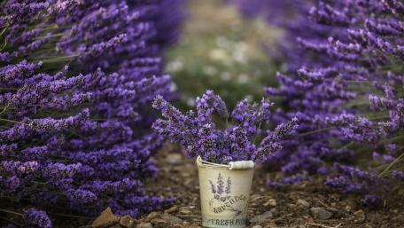 Lavender wallpaper