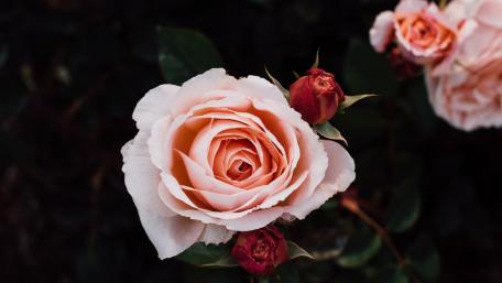 Pink roses wallpaper