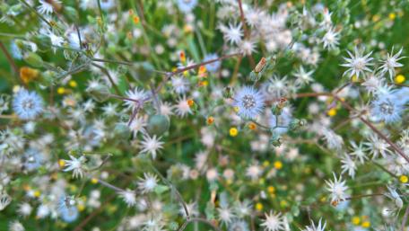 Whimsical White Blooms in a Dreamy Blur wallpaper