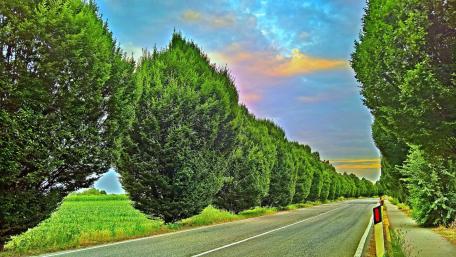 Lush Green Road Under Colorful Sky wallpaper