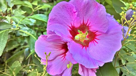 Vibrant Purple Flower Wallpaper for Nature Lovers wallpaper