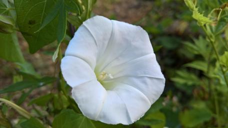 Elegant White Flower in Full Bloom wallpaper