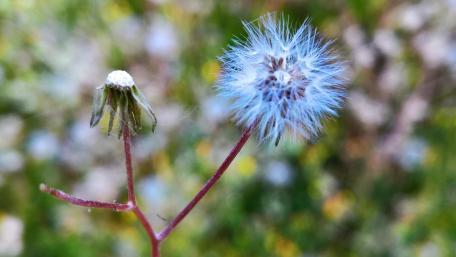 Delicate Blue Dandelion in Nature's Embrace wallpaper