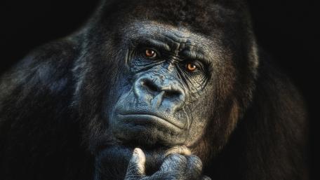 Gorilla in Deep Thought Wildlife Portrait wallpaper