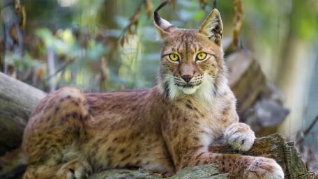 Eurasian lynx wallpaper