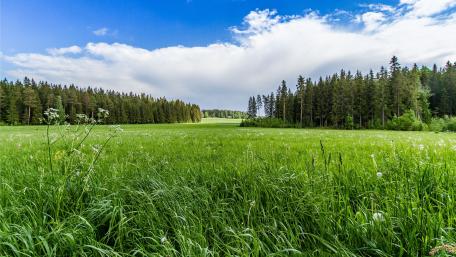 Grassy Field wallpaper