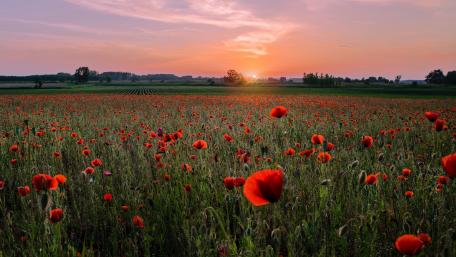 Vibrant Poppy Field at Sunrise wallpaper