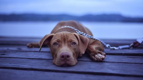 Sad dog wallpaper