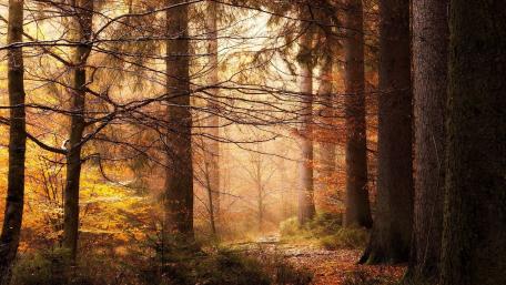 Serene Autumn Pathway Through the Forest wallpaper