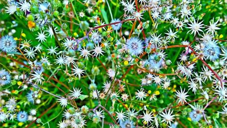 Delicate Dandelion Dreams wallpaper