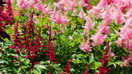 Pink Flowers wallpaper