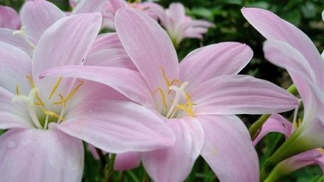 Delicate Pink Lilies in Bloom wallpaper