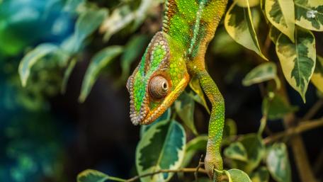 Vibrant Chameleon in Natural Habitat wallpaper