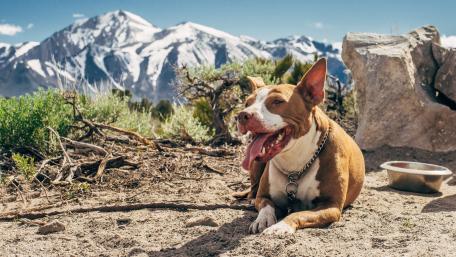 Joyful Dog Embracing Mountain Adventure wallpaper