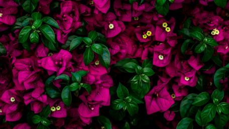 Vibrant Bougainvillea Wall Art Displaying Nature's Beauty wallpaper
