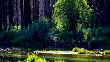 Serene Wilderness Reflections in Nature wallpaper
