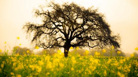 Lone Tree in a Sea of Yellow Blossoms wallpaper