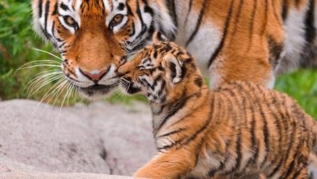Tiger cub playing with his mom wallpaper