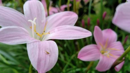 Delicate Pink Lilies Blooming in Nature wallpaper